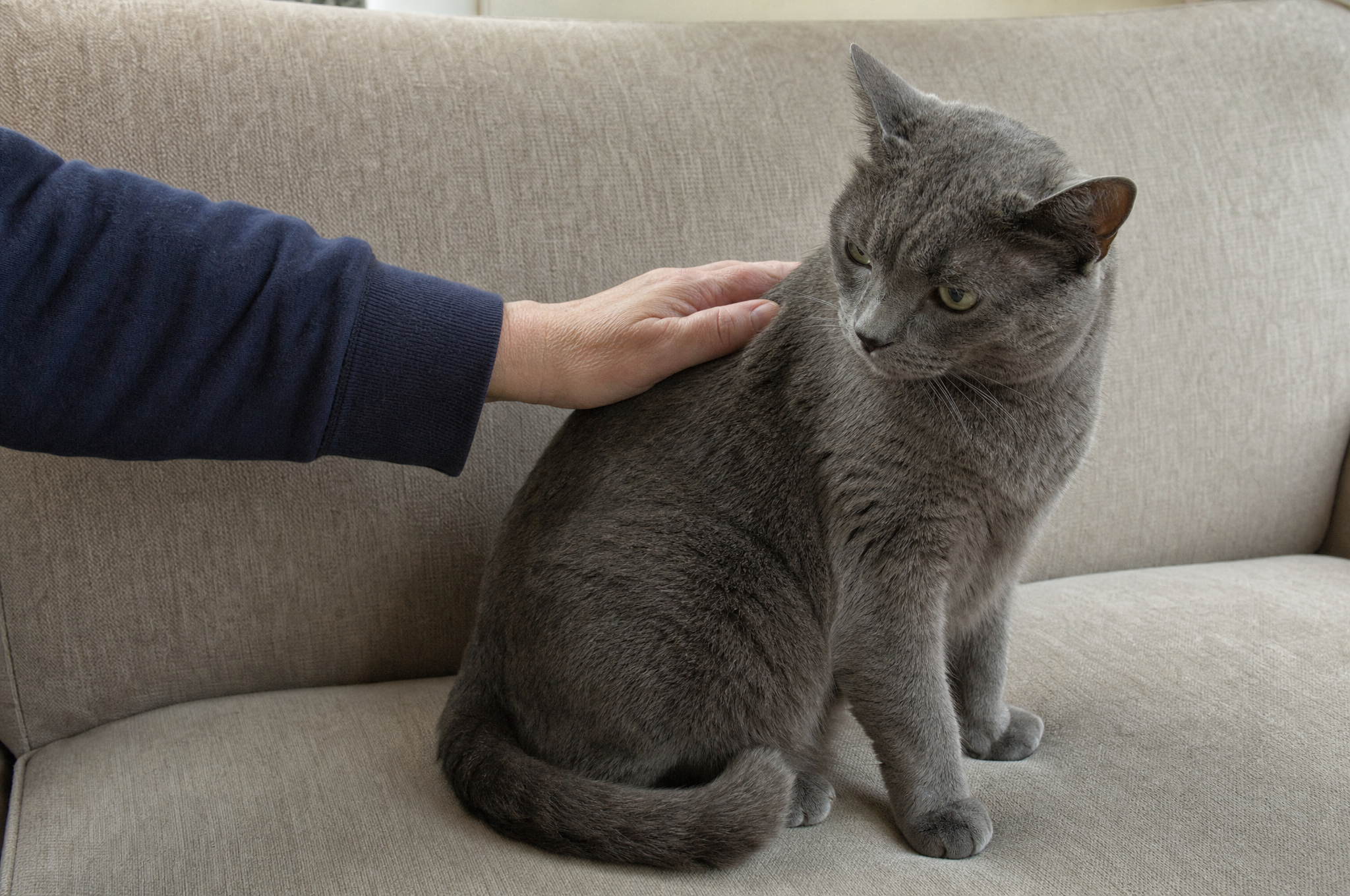 A gray cat turns a sharp sideways look toward a single hand petting his back on a sofa.